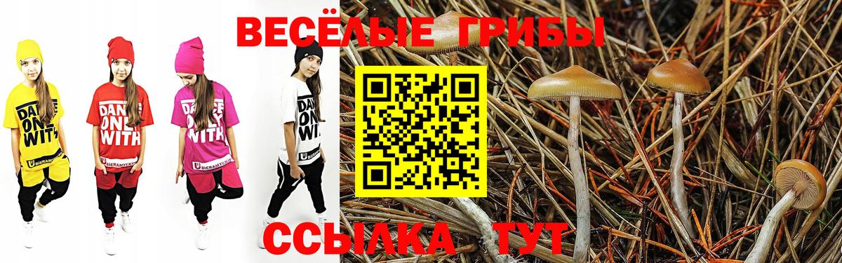 Галлюциногенные грибы Psilocybe Гурьевск